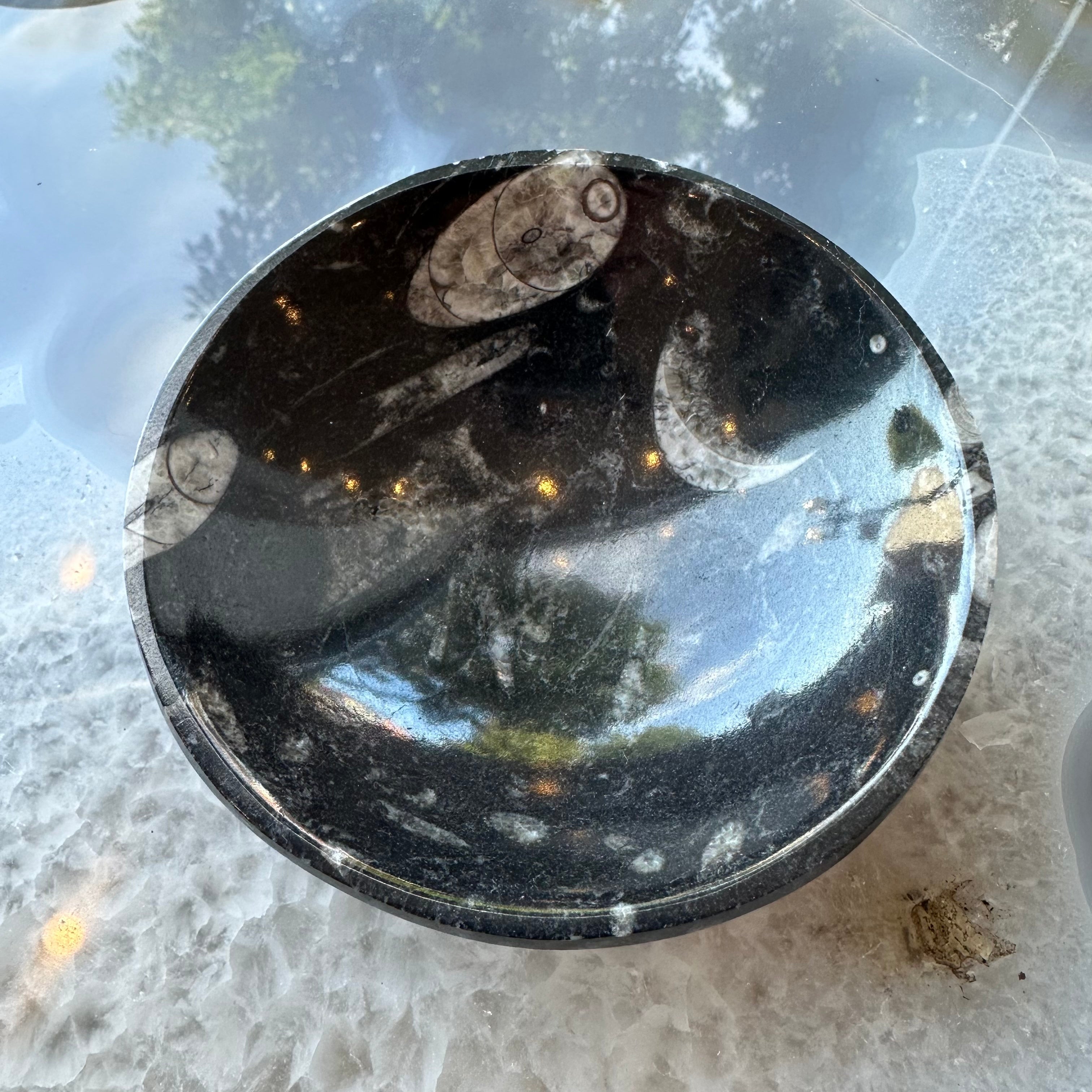 Orthoceras Fossils in Black Limestone Bowl from Atlas Mountains, Morocco