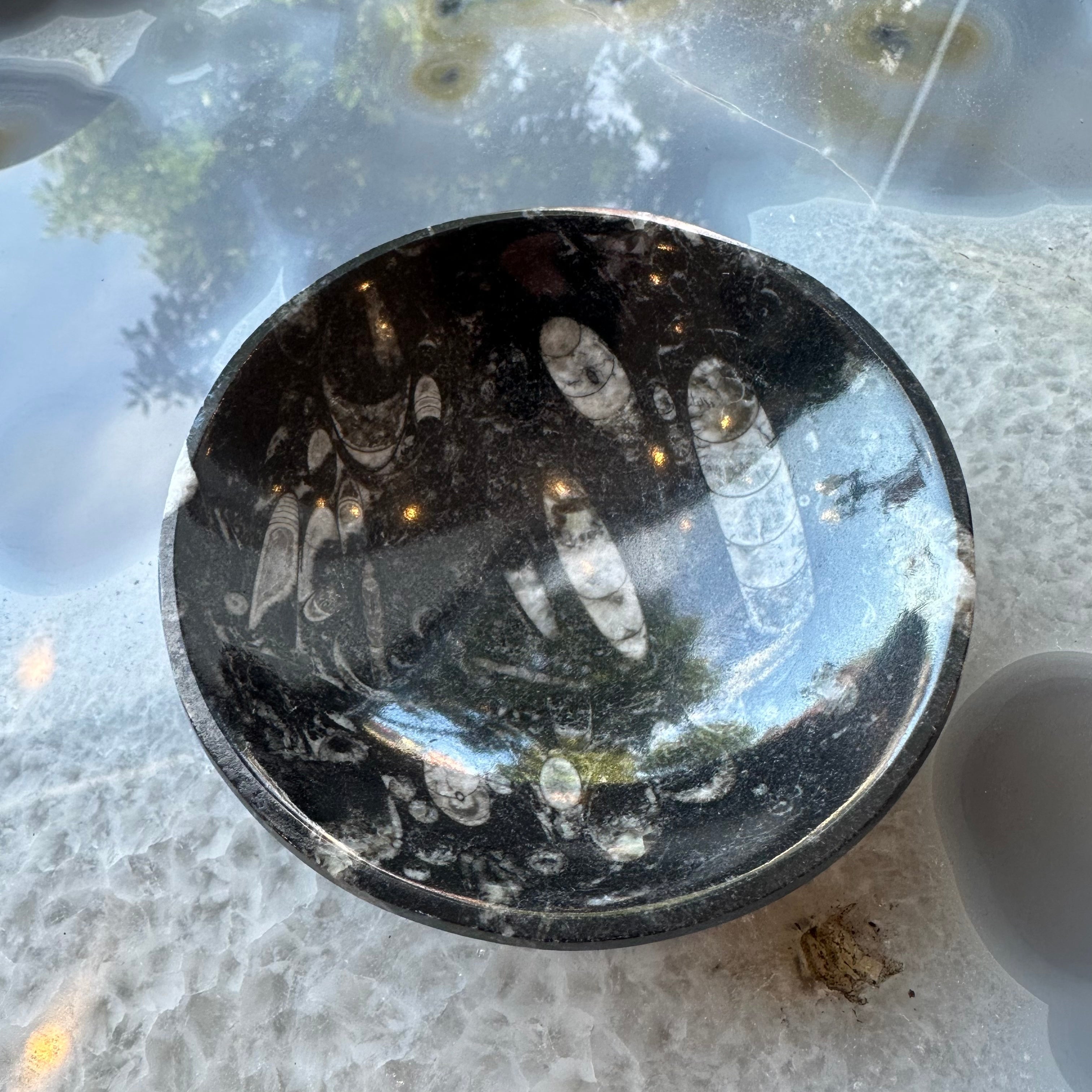 Orthoceras Fossils in Black Limestone Bowl from Atlas Mountains, Morocco