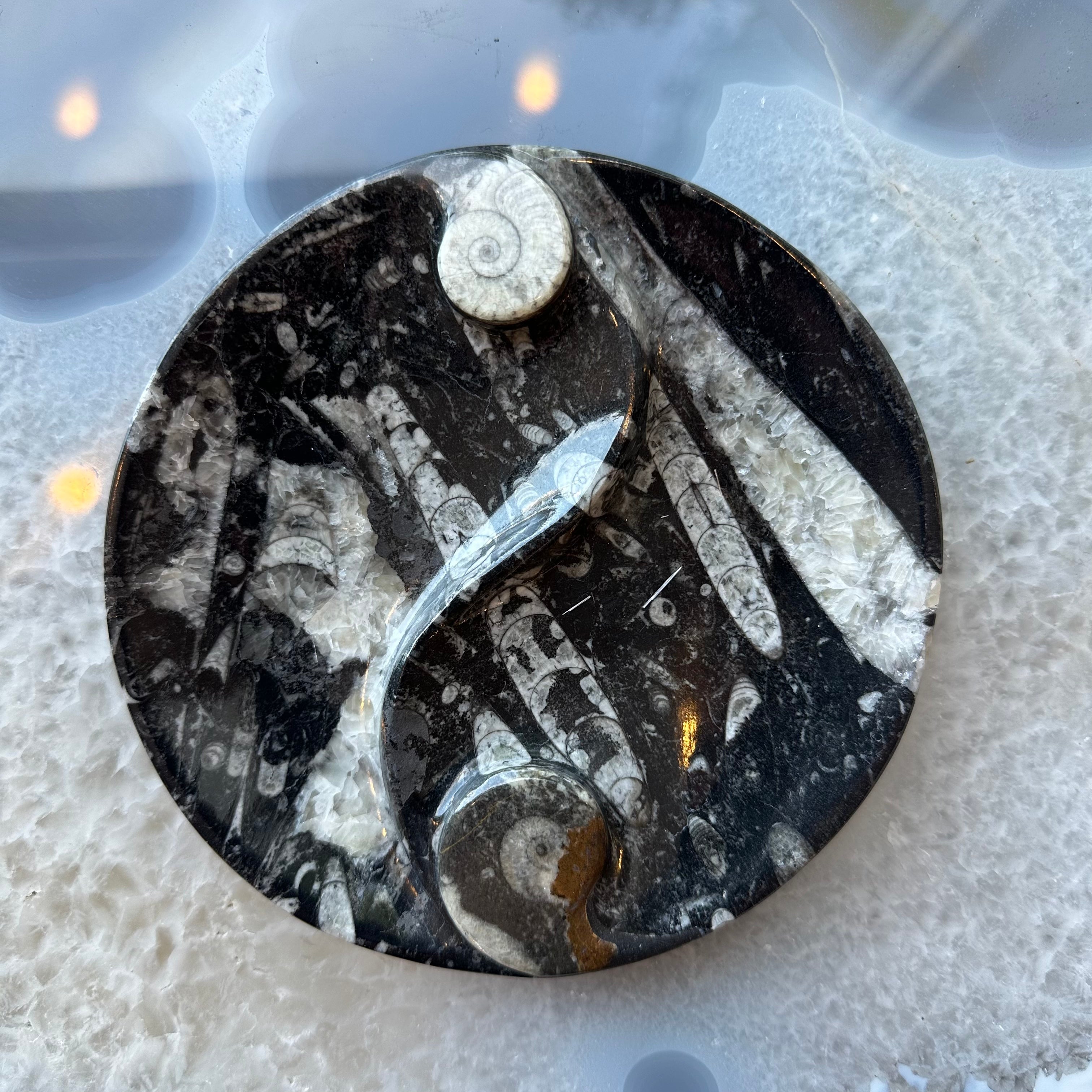 Goniatite & Orthoceras Fossils in Black Limestone Polished Yin-Yang Plate from Morocco